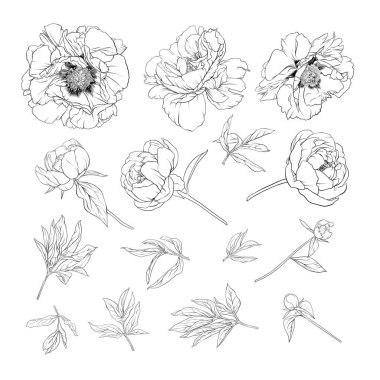 Peony flower. Element for design. clipart