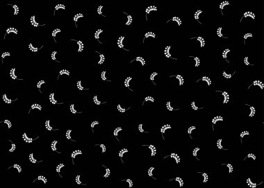 # Vadideki zambak, mayıs zambağı #