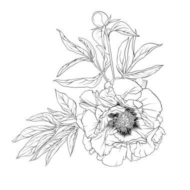 Şakayık çiçeği. Tasarım elementi.