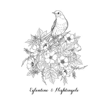 Köpek gülü, briar, brier, eglantin, kantar gülü 