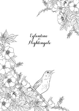 Köpek gülü, briar, brier, eglantin, kantar gülü 