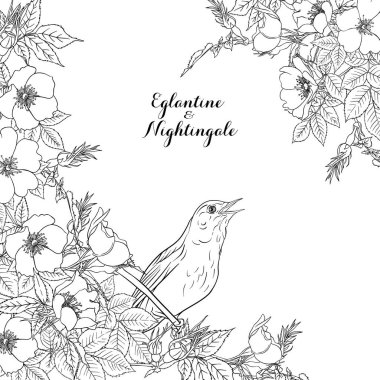 Köpek gülü, briar, brier, eglantin, kantar gülü 