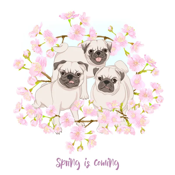 Perros Pug con flores de sakura en flor . — Vector de stock