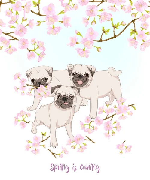 Perros Pug con flores de sakura en flor . — Vector de stock