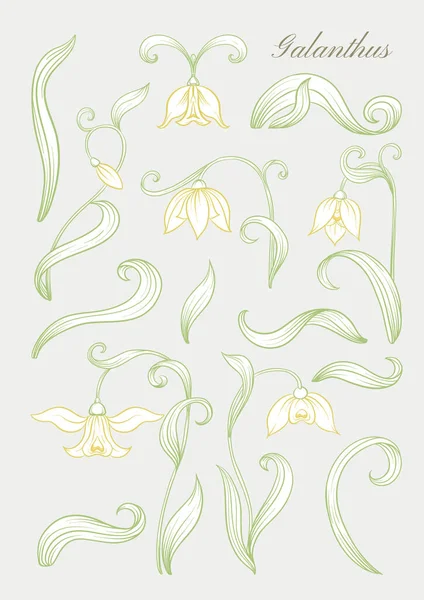 Galanthus, kartopu, nivalis. Tasarım için elementler kümesi — Stok Vektör