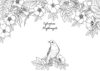 Köpek gülü, briar, brier, eglantin, kantar gülü 