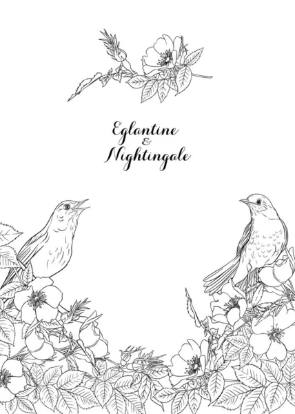 Köpek gülü, briar, brier, eglantin, kantar gülü 