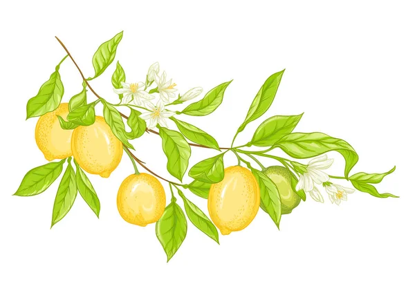 Lemon tree branch — Stock Vector