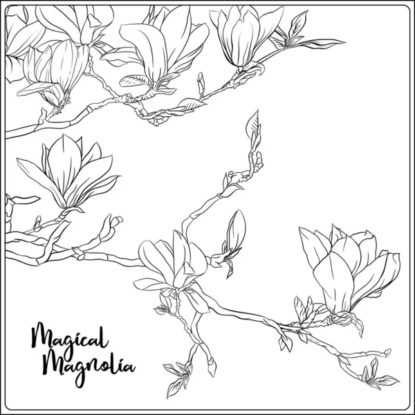 Magnolia trädgren — Stock vektor