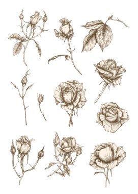 Güller dizilmiş. Grafik çizimi,