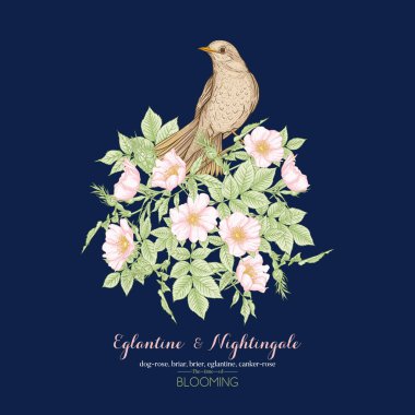 Köpek gülü, briar, brier, eglantin, kantar gülü 