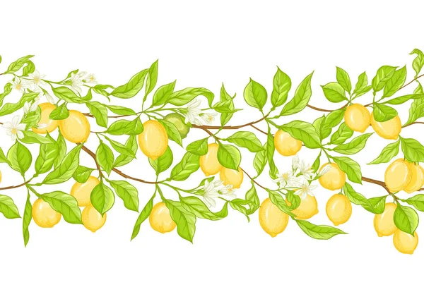 레몬 과 함께 있는 레몬 나무 가지 — 스톡 벡터