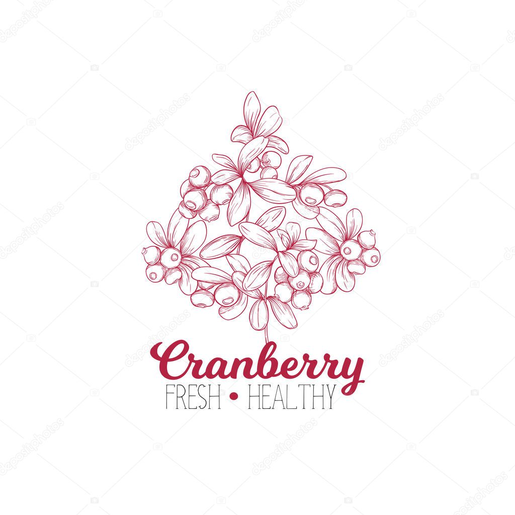 Cranberry. Element for design. 