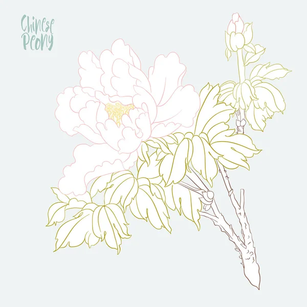 Branche de pivoine avec fleurs — Image vectorielle