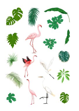 Tasarım için tropikal elementler kümesi 