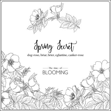 Köpek gülü, dağ gülü, eglantin, kantar gülü 