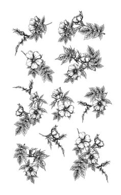 Köpek gülü, briar, brier, eglantin, kantar gülü