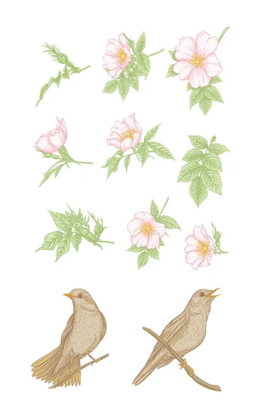 Rosa de perro, brezo, eglantina, canker-rose — Archivo Imágenes Vectoriales