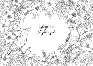 Köpek gülü, briar, brier, eglantin, kantar gülü 