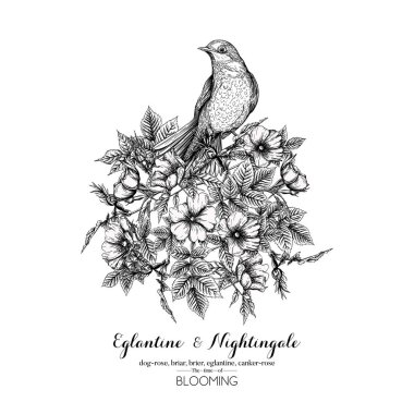 Köpek gülü, briar, brier, eglantin, kantar gülü ve bülbül