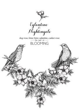 Köpek gülü, briar, brier, eglantin, kantar gülü ve bülbül