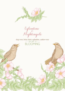 Köpek gülü, briar, brier, eglantin, kantar gülü ve bülbül