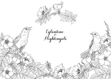 Köpek gülü, briar, brier, eglantin, kantar gülü 