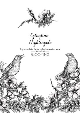 Köpek gülü, briar, brier, eglantin, kantar gülü ve bülbül