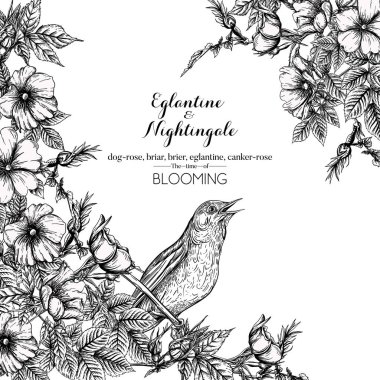 Köpek gülü, briar, brier, eglantin, kantar gülü ve bülbül