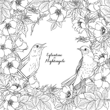 Köpek gülü, briar, brier, eglantin, kantar gülü 