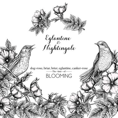 Köpek gülü, briar, brier, eglantin, kantar gülü ve bülbül