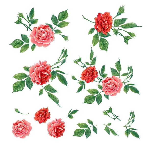 Red roses set. Vector illustration. — 스톡 벡터