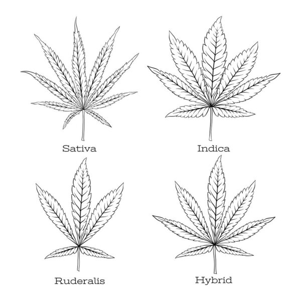 4 grades of cannabis leaf set .