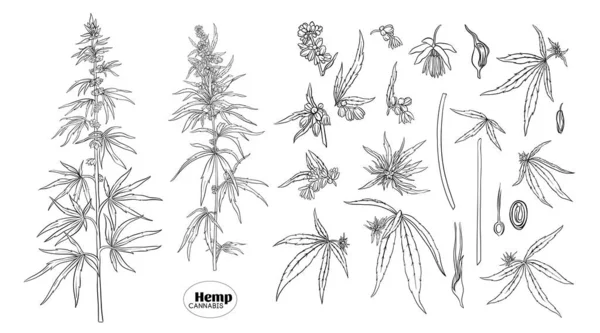 Конопля, рослина з конопель в ботанічному стилі — стоковий вектор
