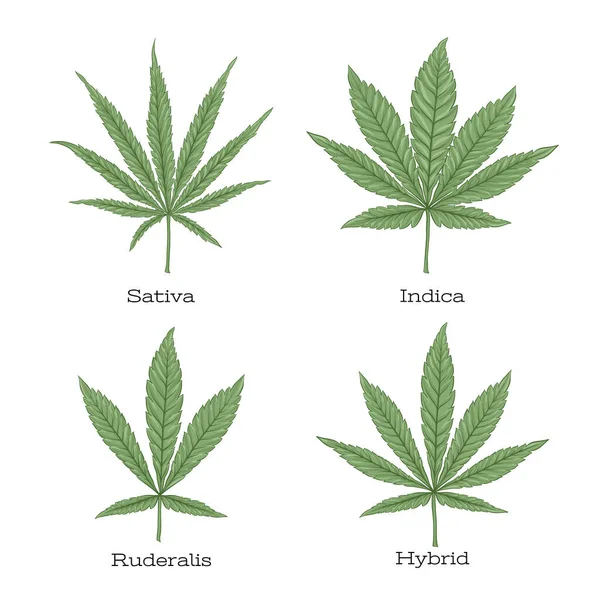 4 grados de conjunto de hojas de cannabis  . — Vector de stock