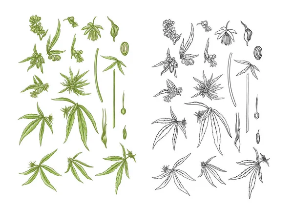 大麻植物の植物スタイルの麻 — ストックベクタ