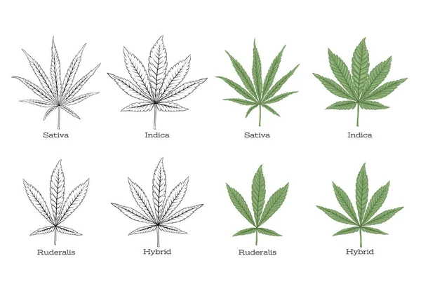 4 Sorten Cannabisblätter Set . — Stockvektor