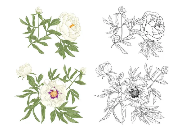 Pioenenbloem. Elementen voor het ontwerp — Stockvector