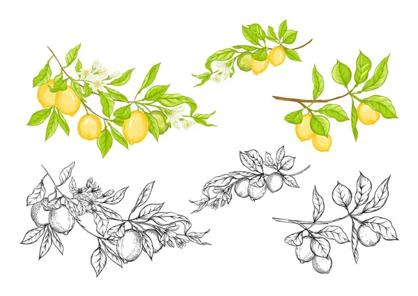 Ramo di limoni con limoni . — Vettoriale Stock