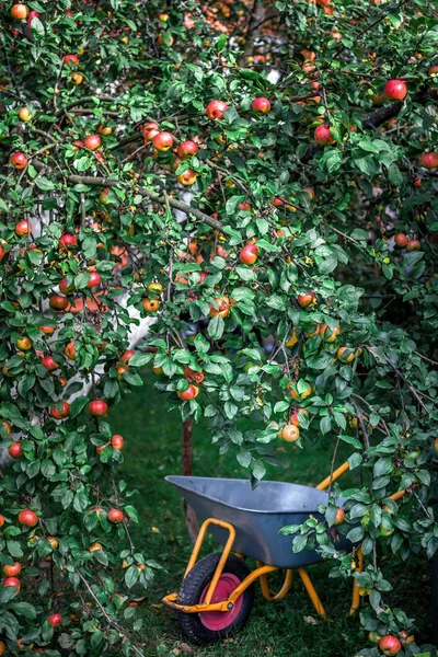 A rich harvest of apples and a garden trolley