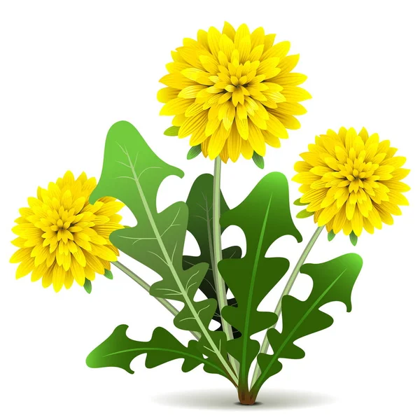 Vector diente de león amarillo — Vector de stock