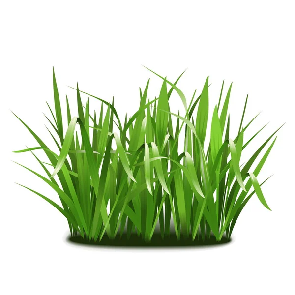 Vektorgrünes Gras — Stockvektor