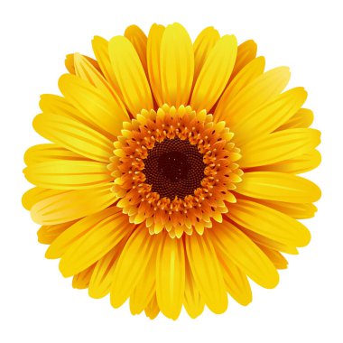 Beyaz arkaplanda izole edilmiş Sarı Vektör Gerbera