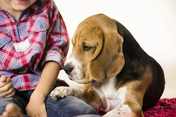 Menino e engraçado beagle — Fotografia de Stock