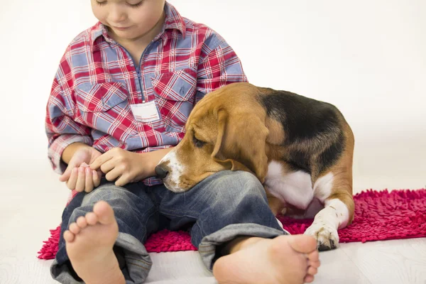 Menino e engraçado beagle — Fotografia de Stock