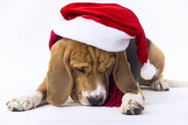 Santa Claus şapka Beagle
