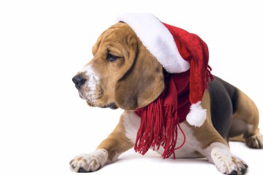 Santa Claus şapka Beagle