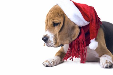 Santa Claus şapka Beagle