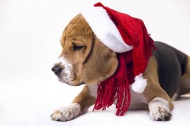 Santa Claus şapka Beagle