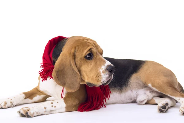 Собачий бигль в красном шарфе — стоковое фото